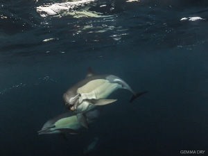 Common dolphins checking me out on the Sardine Run. The s... by Gemma Dry 